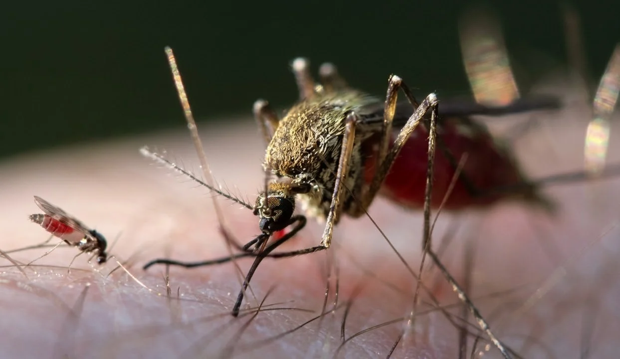 France Reports World’s First Human Shamonda Virus Case
