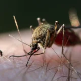 France Reports World’s First Human Shamonda Virus Case